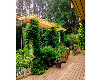 4 x 22 Red Cedar Pergola Top shown with 16" Main Runner Spacing, 12" Top Runner Spacing, (2x8 Headers 8" On Center) and Clear Stain/Sealer.  Post Supplied by Customer