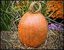 Concrete Whimsical Pumpkin