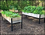 Eastern Red Cedar Raised Garden Bed w/ Self Watering Tray