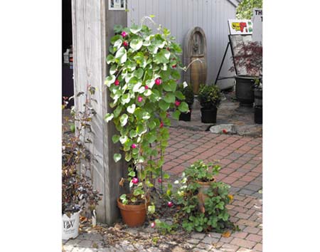 Cascade Adjustable Garden Trellis